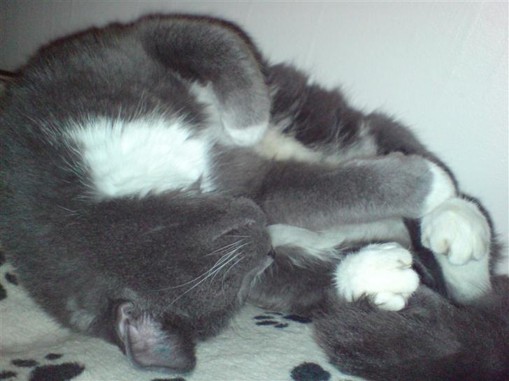 Huskat Findus - ... Dovenkat ...  billede 5