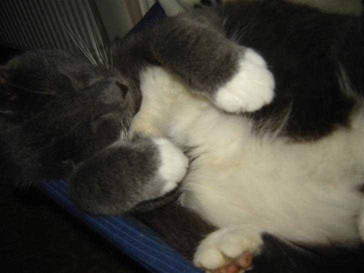 Huskat Findus billede 6