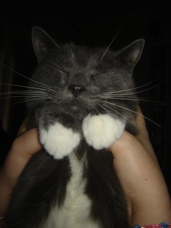 Huskat Findus - ´´ Se, hvor ka´ jeg blive buttet ; Er jeg ikke nuttet ? ´´  billede 7