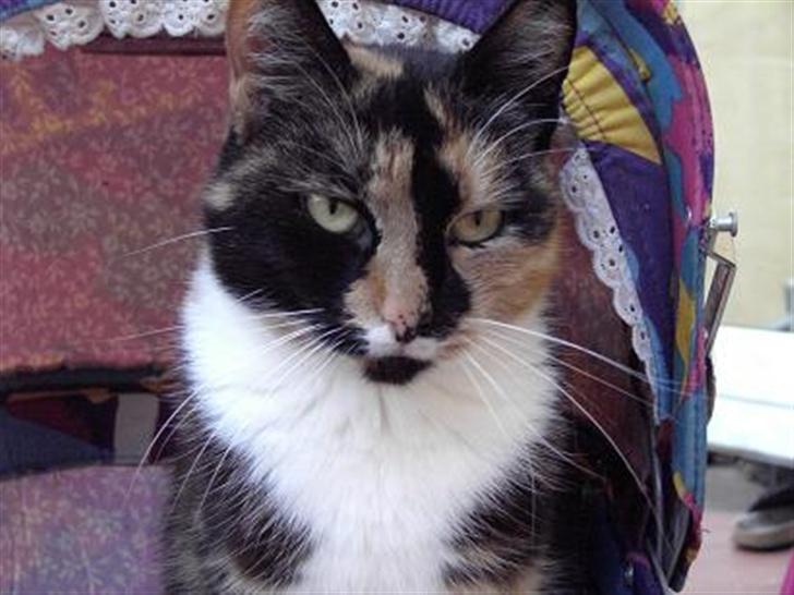 Blanding af racer Mille R.I.P - tigermis billede 11