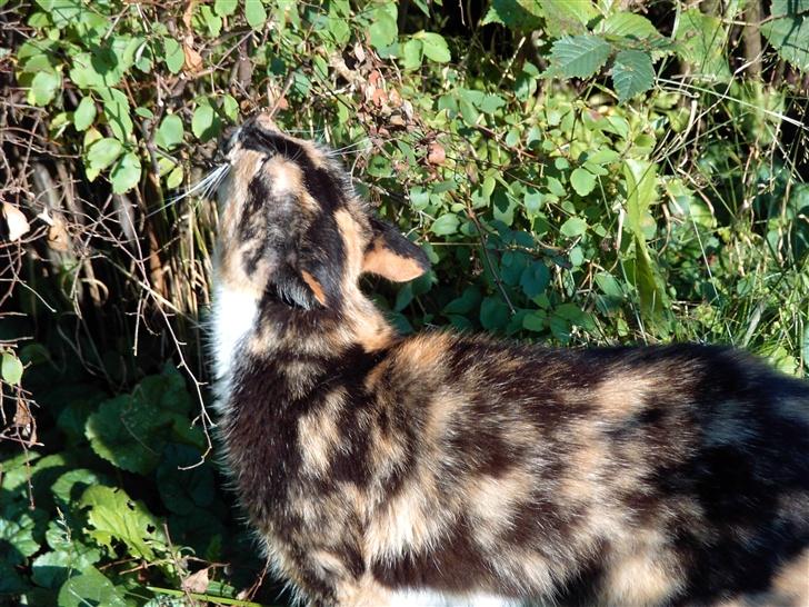 Blanding af racer Mille R.I.P - tigermis billede 12