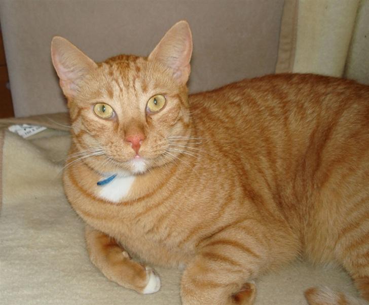 Huskat Lenin - Lenin billede 1