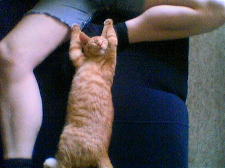 Huskat Lenin - "Hænderne op!" :-) billede 2