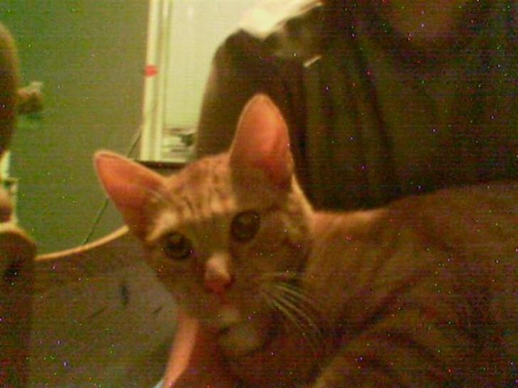 Huskat Lenin - "Hej" billede 3