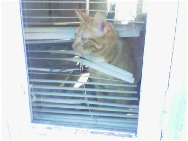 Huskat Lenin - "Mon man kan komme ud her?" :-) billede 4