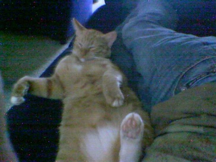 Huskat Lenin - "Jeg tar´ lige en slapper!" :-) billede 5