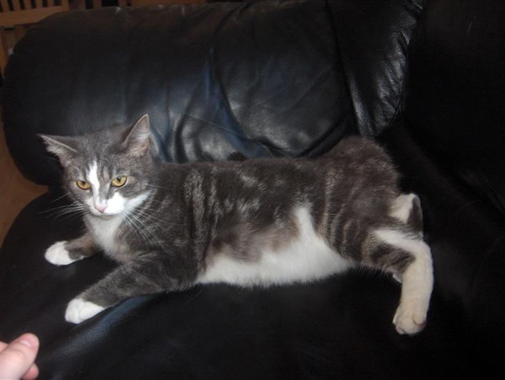 Huskat Freja - freja med dejlig tyk mave... billede 8