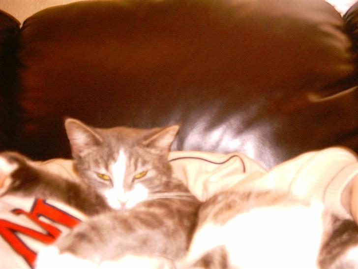 Huskat Freja - nej hvor vi hygger os... billede 9