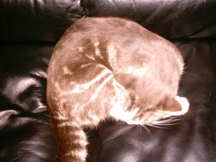 Huskat Freja - ahh en lur er nu dejlig... billede 10