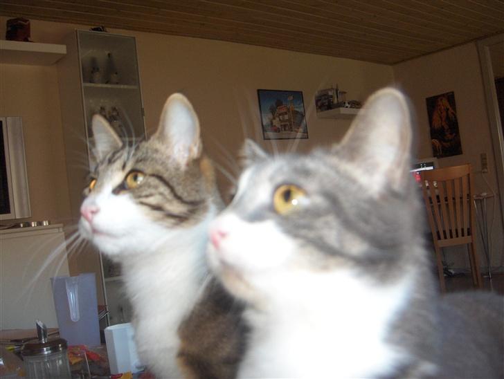 Huskat Freja - min første tiger og freja... Tiger døde 3-5-07 billede 11