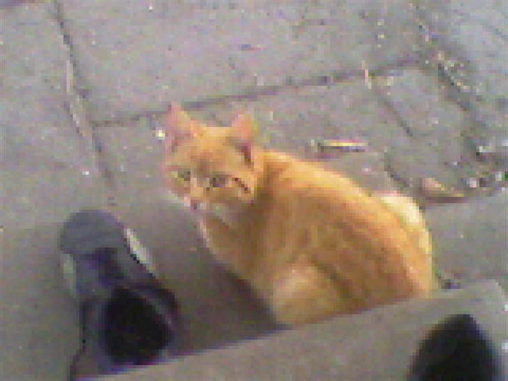 Blanding af racer Garfield - han ligger og hygger med sin ven :) "Skoen" billede 6