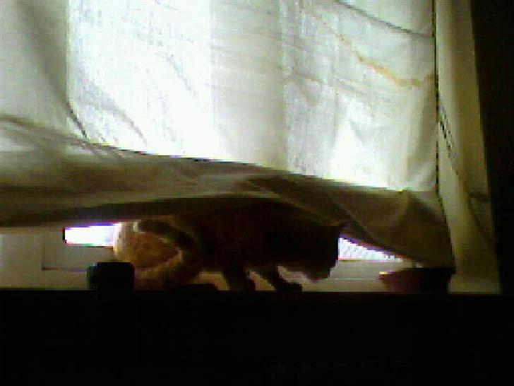 Blanding af racer Garfield - leger tiger.. Grr :b billede 7