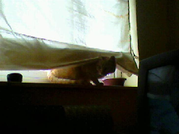 Blanding af racer Garfield - hva mon han nu er ude på?  billede 8