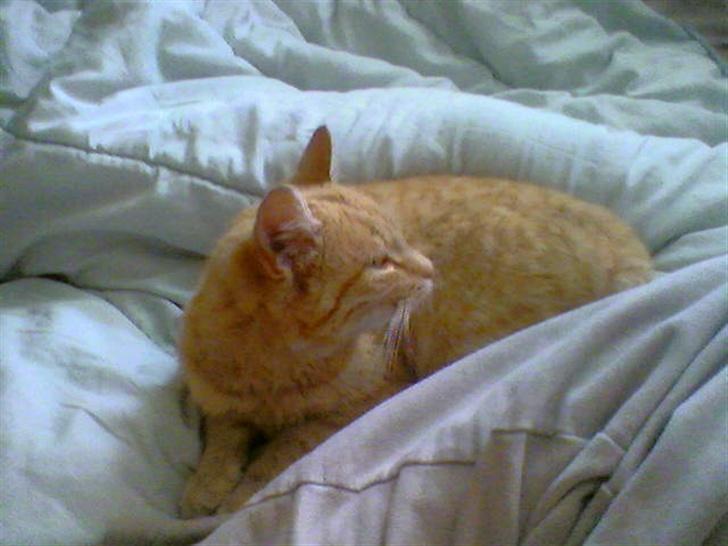 Blanding af racer Garfield - ligger og putter i mors seng :) billede 9