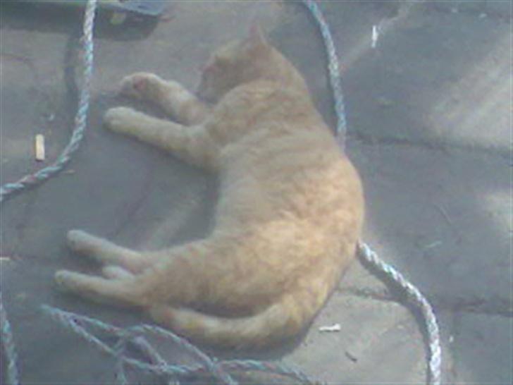 Blanding af racer Garfield - Garfield når han er bedst :P  billede 10