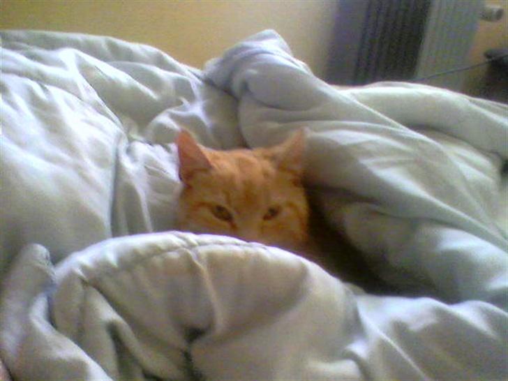 Blanding af racer Garfield - titte-bøh ! :) billede 11