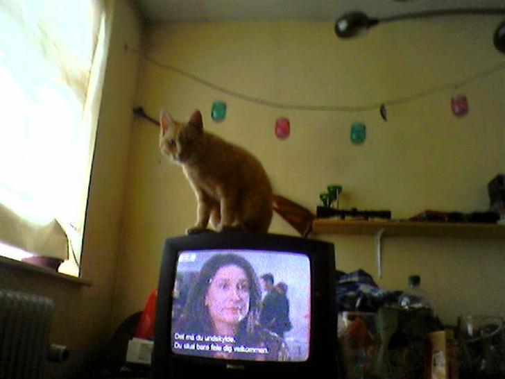 Blanding af racer Garfield - elsker højder :b billede 12