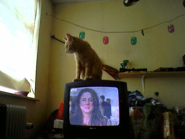 Blanding af racer Garfield - hva mon han nu kigger på? billede 13