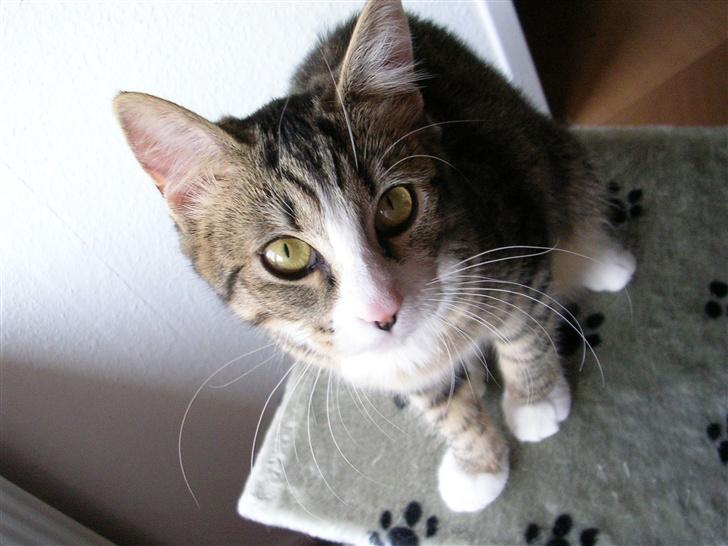 Blanding af racer Oskar - Oskar billede 6