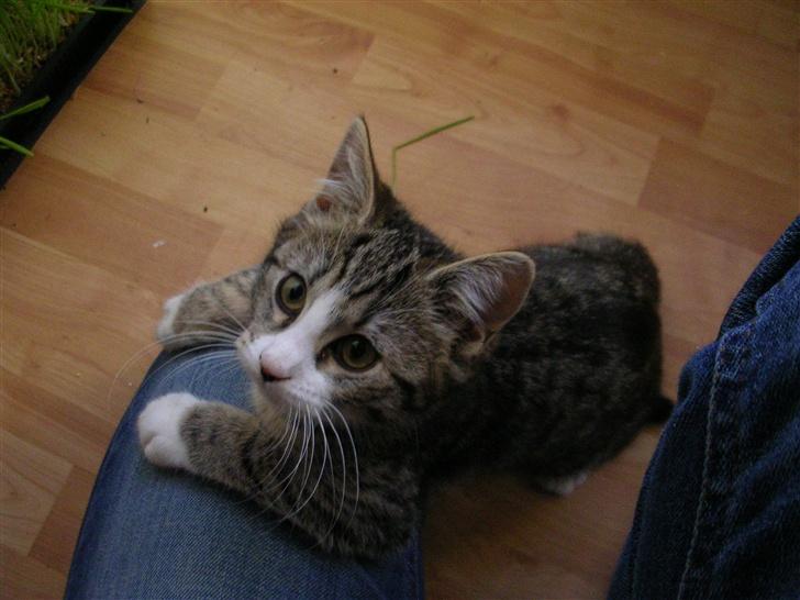 Blanding af racer Oskar - Oskar billede 7