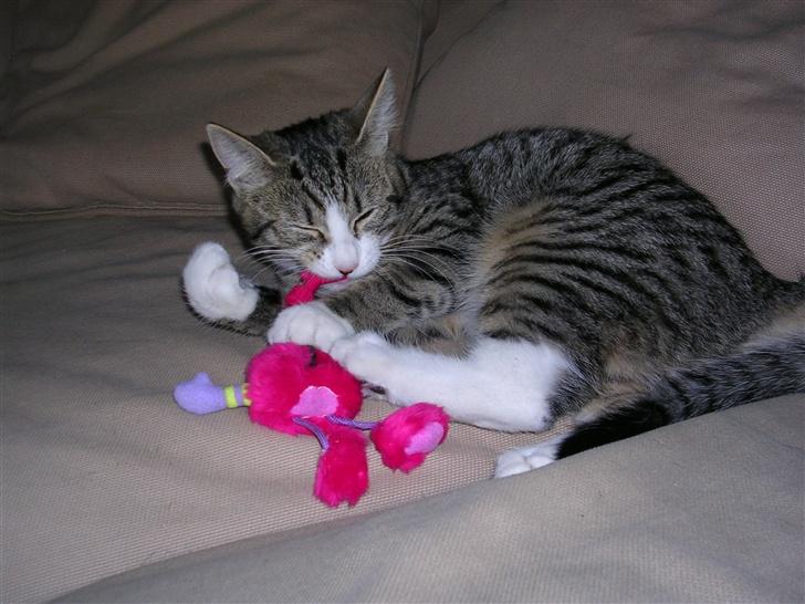 Blanding af racer Oskar - Oskar med sin ynglingsbamse billede 8