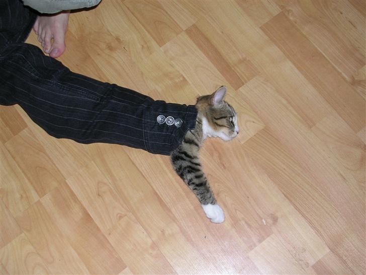 Blanding af racer Oskar - Hehe.. Oskar i jakkeærme! billede 9