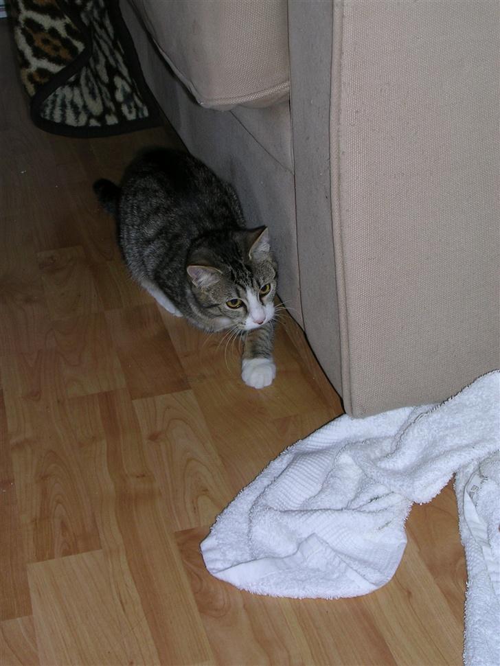 Blanding af racer Oskar - Oskar på jagt billede 10