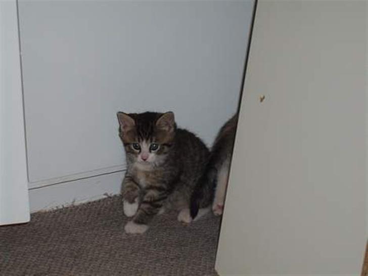 Blanding af racer Oskar - Oskar 7 uger billede 12