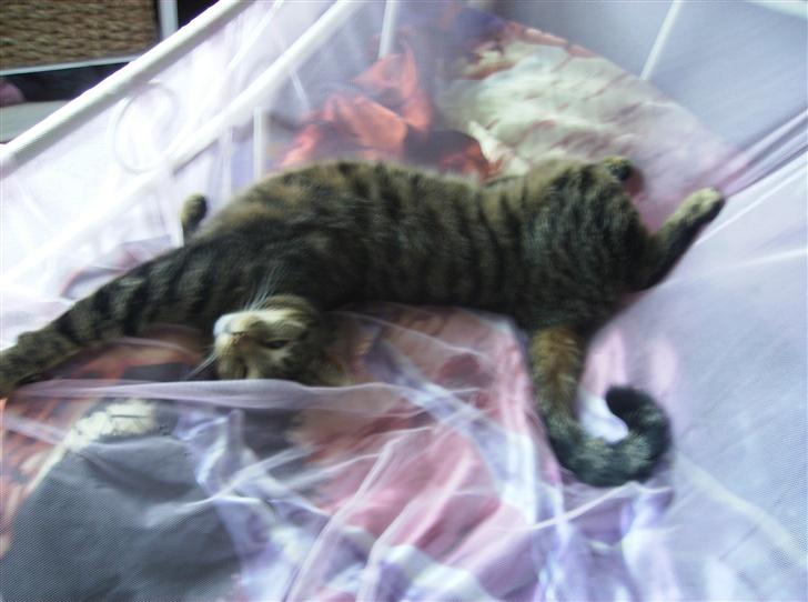 Blanding af racer Fjoller - heeh bare så sød<3 billede 10