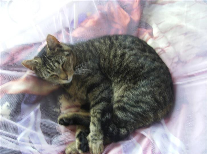 Blanding af racer Fjoller - man kan da ligge helt sammen billede 11