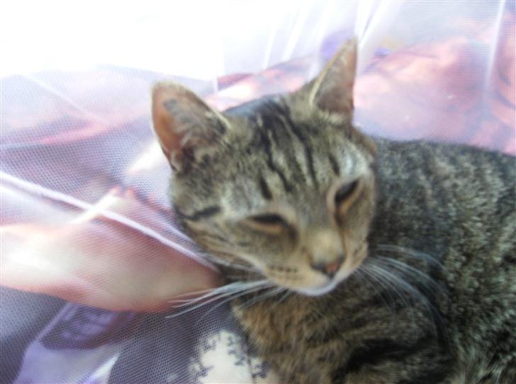 Blanding af racer Fjoller - fint lille hovede billede 12