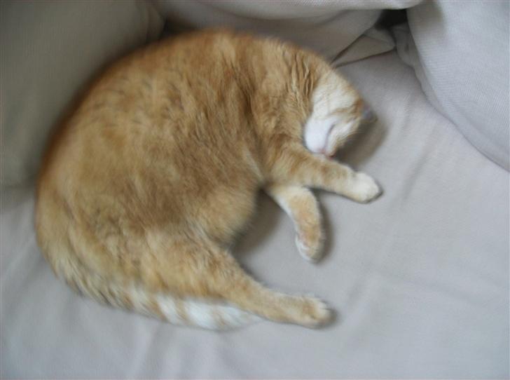 Blanding af racer Tykke*DØD* - hygge billede 8