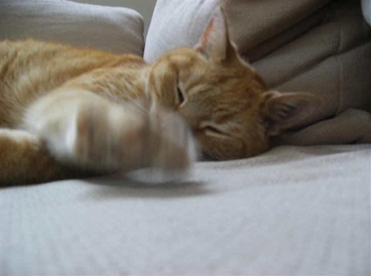 Blanding af racer Tykke*DØD* - pote billede 9