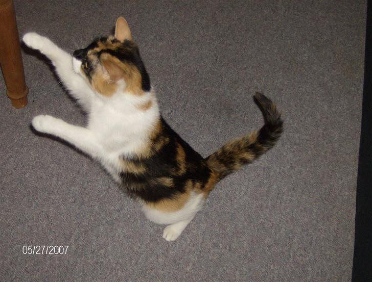 Huskat Snuffie - Hopper rundt efter en flue billede 5