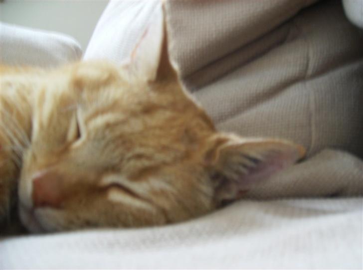 Blanding af racer Tykke*DØD* - baby hovede billede 10