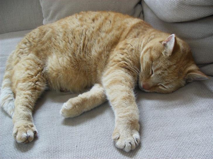 Blanding af racer Tykke*DØD* - sov sødt lille mand billede 11