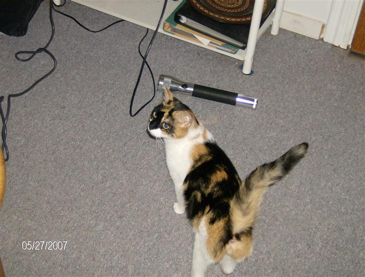 Huskat Snuffie - Leder efter lille Gystie billede 6