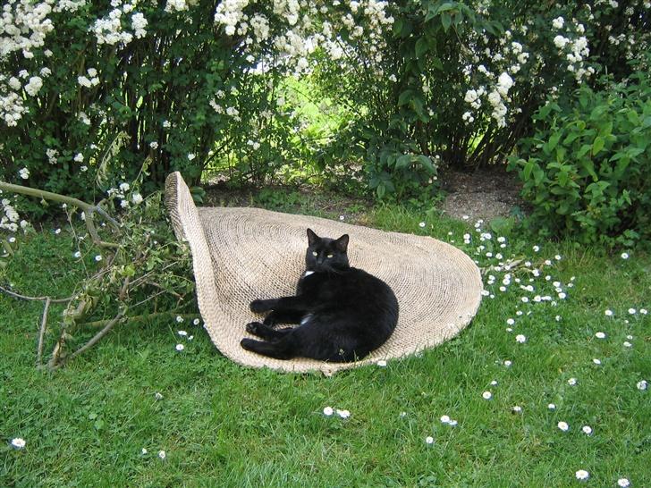 Huskat Felix billede 11