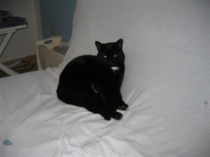 Huskat Felix billede 13