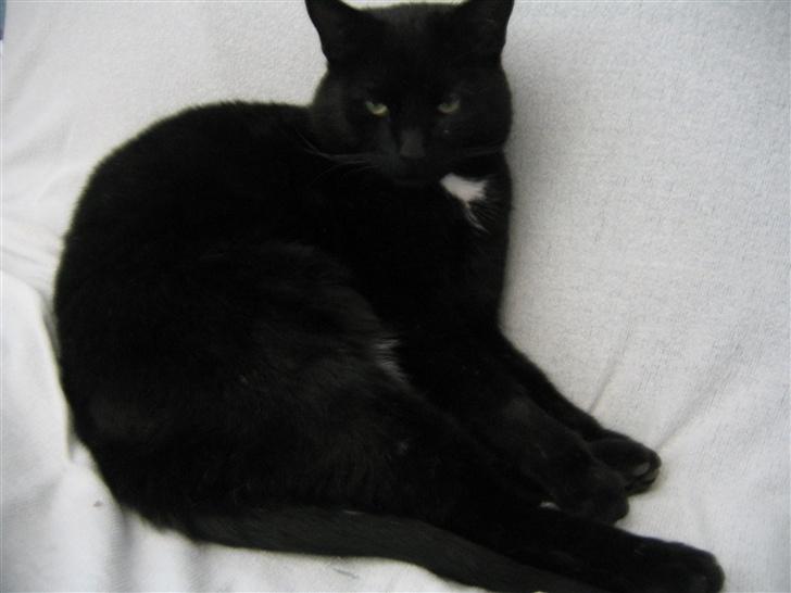 Huskat Felix billede 14