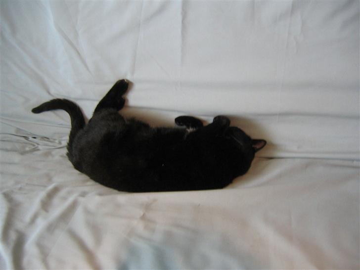 Huskat Felix billede 15