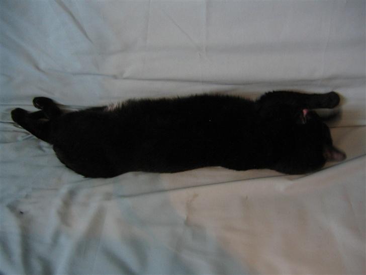 Huskat Felix billede 16