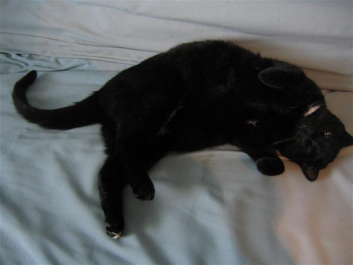 Huskat Felix billede 17