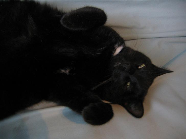 Huskat Felix billede 18