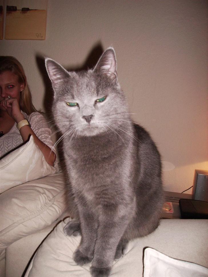 Huskat Felix - Var det sådan jeg skulle posere for fotografen??? billede 17