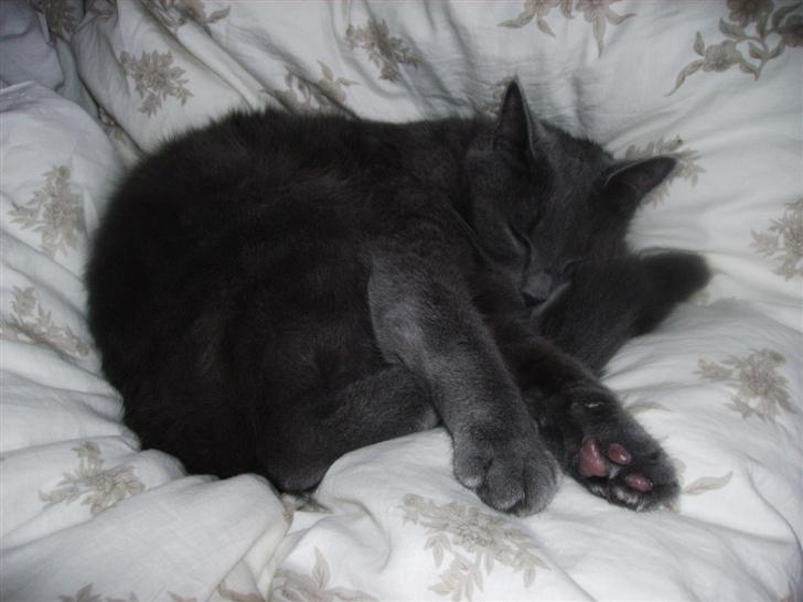 Huskat Felix - Man sover som prinsessen på ærten i mors seng. Eller det må vel være prinsen.... billede 18