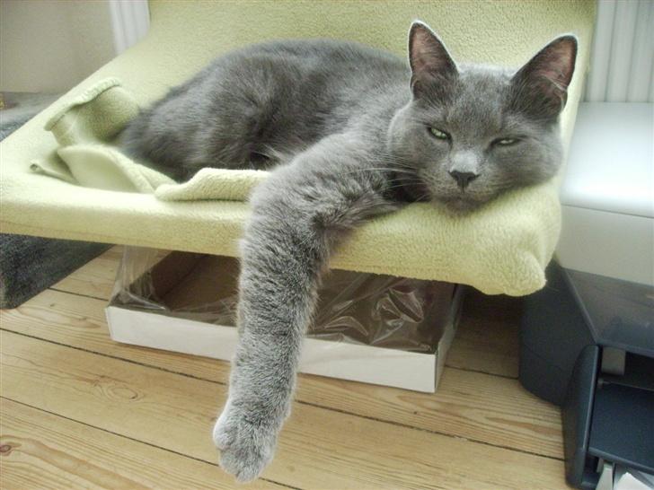 Huskat Felix - Jeg tar lige en slapper i min elskede radiatorseng. billede 19