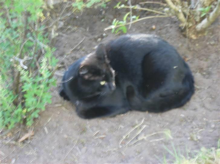 Blanding af racer Stumpi - der er noget der over *NYT* billede 13