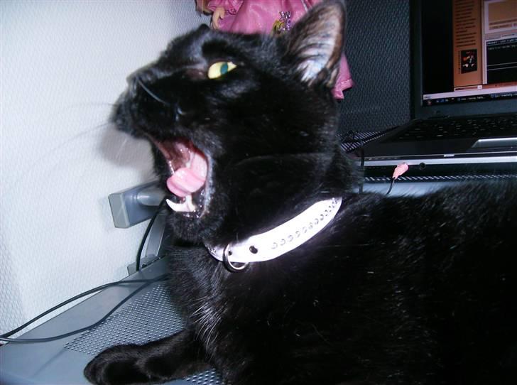 Blanding af racer Stumpi - GAB.... billede 14