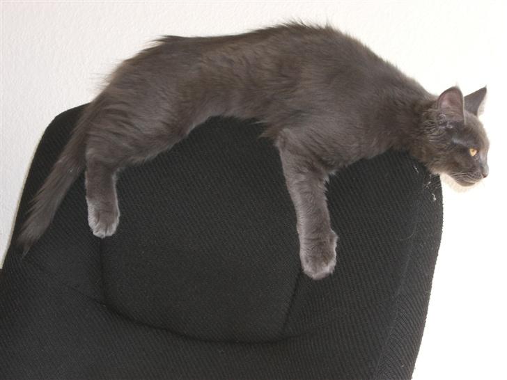 Maine Coon trille - det er bare fedt at ligge her billede 10